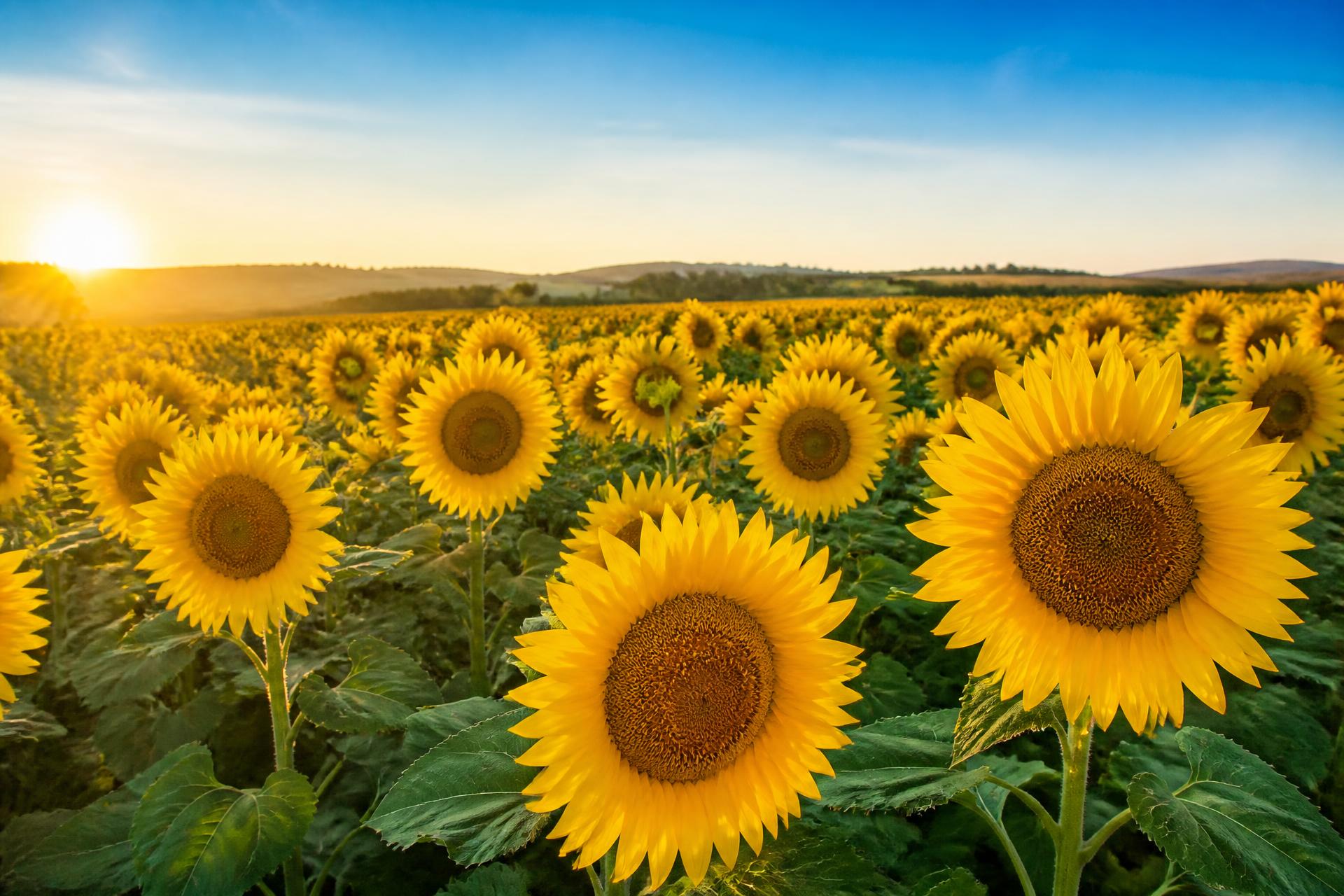 Golden sunflower field at sunrise